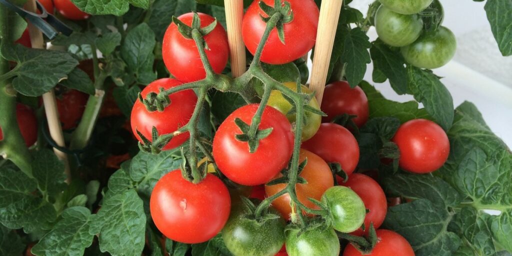 ᐅ Beste TomatenMischkultur Ratgeber